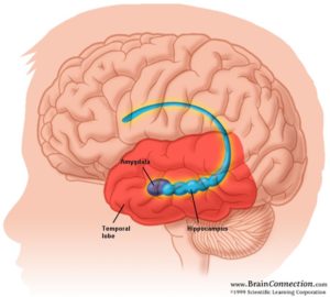 amygdala-hippocampus